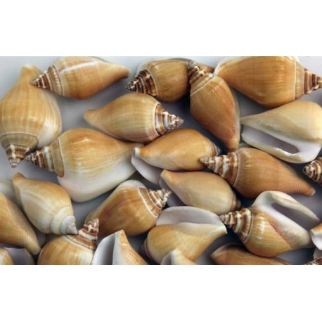 Sea Shells For Decoration Strombus Canarium