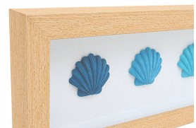 Marine Shells Picture