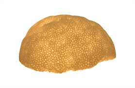 Lâmpada Coral